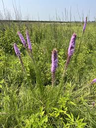 Image result for Pycnostachys