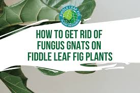 Getting rid of the fungus gnats? How To Get Rid Of Fungus Gnats On Fiddle Leaf Fig Plants
