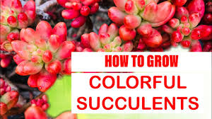 We did not find results for: How To Grow Colorful Succulents How To Stress Your Succulents Youtube