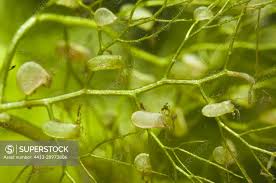 Kuvahaun tulos haulle bladderwort plant