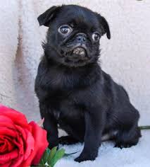 Pug Mops Yavrular Ucretli Sahiplendirme Pug Mops Yavrular Ucretli Sahiplendirme Kopek Kopekseverler Kopeksahiplendirme Pug Kopek Evcil Hayvanlar