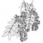 Image result for Brachystegia manga