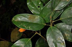 Image result for Ellipanthus