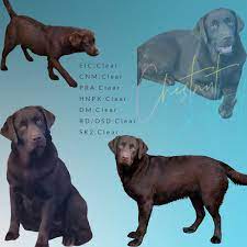 We consider it an honor to be a silver lab puppy breeder in the state of maryland and work hard to make sure that when. Chocolate Lab Puppies 1 Amazing English Chocolate Lab Puppy