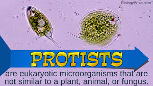 types of protists