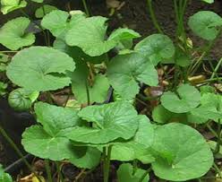 Tanaman dlingo juga termasuk ke dalam tanaman. 8 Jenis Flora Di Malaysia Ada Yang Terancam Punah Ilmugeografi Com
