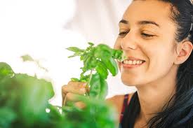 440+ Woman Smelling Fresh Basil Stock Photos, Pictures & Royalty-Free  Images