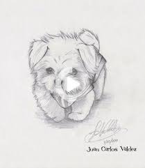 30 Ideas Dogs Drawing Maltese Easy Animal Drawings Cute Dog Drawing Dog Drawing The animal koala is kawaii and easy drawing ideas for kids. easy animal drawings cute dog drawing
