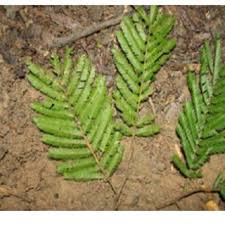 Image result for Scorodophloeus zenkeri