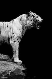 White Sumatran Tiger Sumatran Tiger Tiger White Tiger