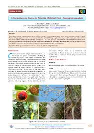 Image result for Commiphora mossambicensis