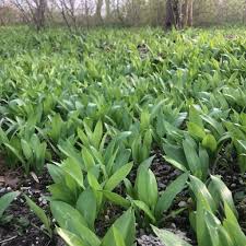 Wuchert bärlauch eigentlich im garten? Barlauch Sammeln Und Leckeres Pesto Eatrunhike De