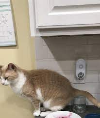 These Cats May Be Naughty But At Least They Have Us All Laughing Kittens Cutest Cats Cat Mom