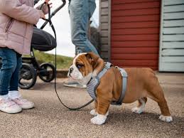 Read on and have fun picking one that suits your lifestyle! Dog Harness Vs Collar Safety Pros And Cons Of Each