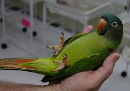 Birds You Can Have As Pets Uk Blue Crown Conures For Sale Loros Aves Plumas