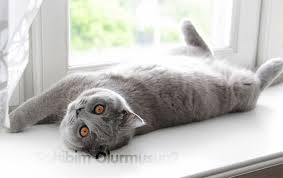 Scottish Fold Ilanlari Ve Ozellikleri Sahibimolurmusun Com