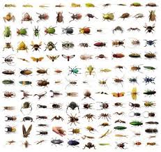 We normally carry out three visits to deal with bed bugs and have many satisfied customers. Pest Control London Ontario Pest Control Bed Bugs Pest Control Bug Control