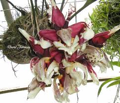 Image result for Summerhayesia zambesiaca