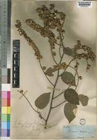 Image result for Gouania tiliifolia
