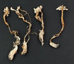 Image result for Isaria sp.