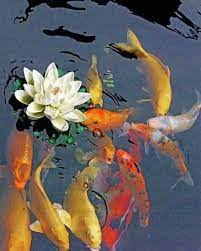 We not only know how to build koi ponds that fulfill the aesthetic you are looking for, but also create a sustainable environment for the koi! Koi Fish Pond Paint By Number Numpaint Paint By Numbers