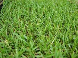 6 Grass Types For New Orleans Louisiana Lawnstarter Zoysia Grass Lawn Grass Types Types Of Grass