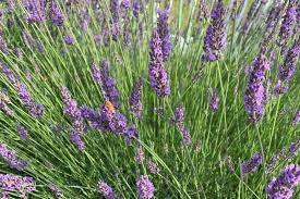 What plants and flowers do not attract deer? 10 Best Flowering Plants That Deer Will Not Eat