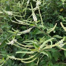 Image result for Lannea virgata