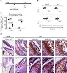 Mucous membranes are a protective epithelial layer that line parts of your ear, nose, throat, digestive tract and parts of the body that are exposed to air. Vaginal Type Ii Mucosa Is An Inductive Site For Primary Cd8 T Cell Mucosal Immunity Nature Communications