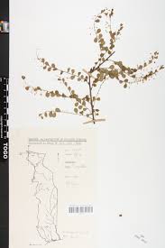 Image result for Phyllanthus nummulariifolius