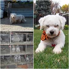 All dogs are in foster homes primarily located in columbus, ohio. Top 10 Puppy Mill Dogs Who Found Hope In 2013 Petfinder Foundation