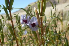 Image result for Holubia saccata