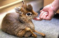Java mouse deer (tragulus javanicus) at zoo zurich feeding young (7 days old). 19 Mouse Deer Ideas Mouse Deer Animals Wild Deer