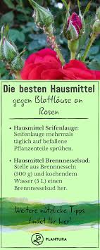 Pin Auf Blumen Im Garten