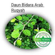 Daun bidara merupakan tanaman yang memiliki banyak sekali manfaat untuk manusia, nabi muhammad saw juga pernah menggunakan daun bidara ini untuk menjaga. Paket 100 Daun Bidara Arab Sidr Besar Dan Kecil Asli Bandung Shopee Indonesia