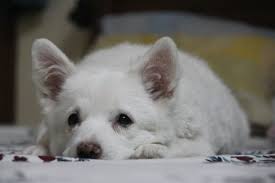 Because your playful pup thinks this is a game, he will be more likely to it won't hurt, right? Help My Puppy Won T Eat Canna Pet