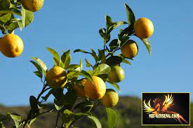We did not find results for: Citron Proprietes Bienfaits Posologie Effets Mr Ginseng