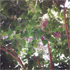 Mulberry Tree Have Gotten My Tail Tore Up With A Mulberry Tree Limb A Time Or Two Trees To Plant Berry Garden Mulberry Tree