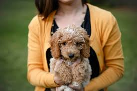 Check out our curly hair dog selection for the very best in unique or custom, handmade pieces from our shops. 12 Absolutely Adorable Dog Breeds With Curly Hair The Dog People By Rover Com
