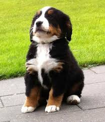 The bernese husky mix is one of the most popular and most successful dogs in the world. German Shepherd Bernese Mountain Dog Puppies Petsidi