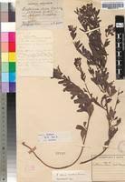 Image result for Crotalaria dura