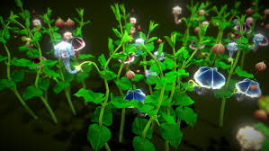 Image result for Ceropegia haygarthii