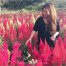 Overrated Friday On My Radar Celosia Flower Farm Celosia Flower Flower Farm Flowers
