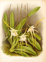 Image result for Aeranthes africana