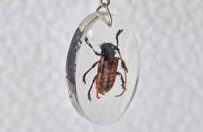 Escarabajos, bichos, escorpiones en resina. Insectos reales ...