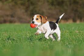 A combination of appropriate size, nice temperament, and the ability to perform many tasks makes the beagle an ideal pet for many different people. 8 Beagle Pros And Cons Is It The Right Dog For You Ollie Blogs