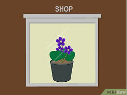We did not find results for: 3 Ways To Grow African Violets Indoors Wikihow