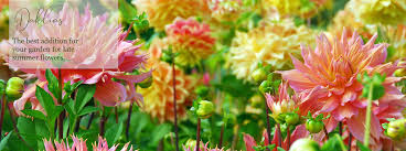 Climbers are an essential part of the traditional english landscape garden, clothing walls, scrambling into trees, hiding unsightly features and adding another dimension to any planting scheme. Buy Dahlias Uk Top Quality Dahlia Tubers For Sale Gold Medal Winning Harts Nursery