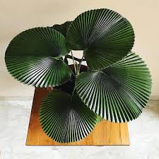 Chinese Fan Palm Plants Flora Houseplants Plantcare Interiordecoration En 2020 Plante Verte Plantes De Decor De Maison Plante
