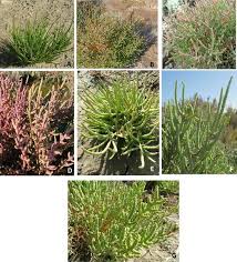 Image result for Salicornia perrieri